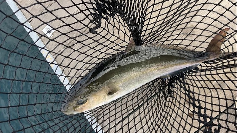 城ケ島海上釣り堀J'sフィッシング | 城ヶ島 海上 イケス 釣堀