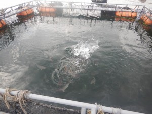 DSCN5823